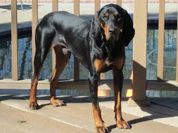 Black And Tan Beagle No Lost Dogs Hound Dog Coonhound Blue Tick Beagle