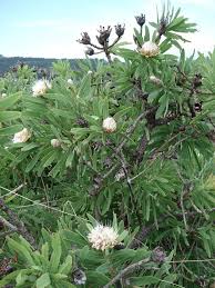 Image result for Protea gaguedi