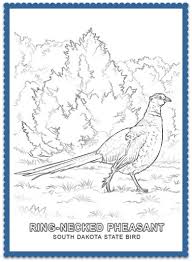 By march 2020, nebraska had an official state bird list that includes 463 species. State Bird Coloring Pages By Usa Facts For Kids Bird Coloring Pages Flower Coloring Pages State Birds
