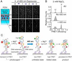 Even adults sometimes do mistakes in tongue twisters. Light Controlled Twister Ribozyme With Single Molecule Detection Resolves Rna Function In Time And Space Pnas