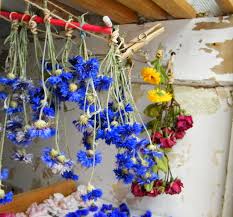 Drying flowers in the microwave uk. You Don T Need An Airing Cupboard To Dry Flowers Dried Flower Craft