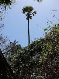 Image result for Borassus