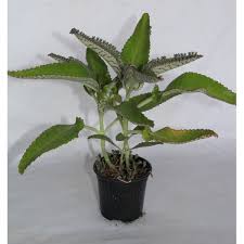Kalanchoe Daigremontiana Maceta 12 Cm O Sukulent