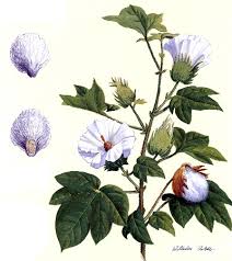 Image result for Gossypium