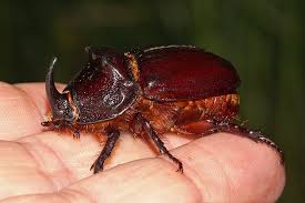 Maybe you would like to learn more about one of these? Oryctes Nasicornis Nashornkafer Blatthornkafer Scarabaeidae Dynastinae Riesenkafer