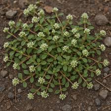 Image result for Polycarpon prostratum