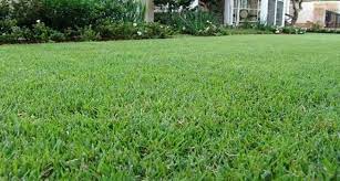 Empire Turf Sod Installation Zoysia Sod Turf