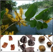 Image result for Pterocarpus