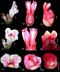 Image result for Costus subbiflorus