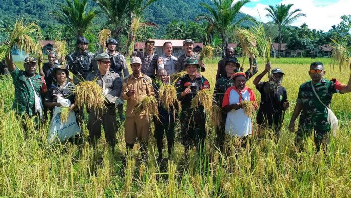 Koperasi Desa Merah Putih Perkuat Layanan Desa dan Ketahanan Pangan di Papua