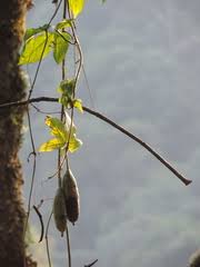 Image result for Coccinia mildbraedii