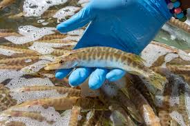 Edmund sixtus muskie was an american statesman and political leader who served as the 58th united states secretary of state under president. Tiger Muskie The Role Of This Silent Predator In Colorado S Waters Colorado Outdoors Online