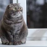 Scottish Fold - Wikipedia