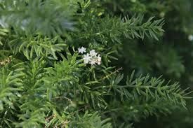 Image result for Asparagus flavicaulis