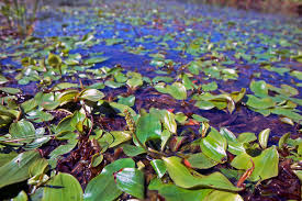 Image result for Potamogetonaceae