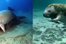 Gambar dugong dan lamun (dscp, 2018). Bedanya Manatee Dan Dugong Bobo