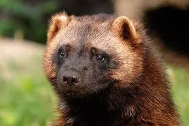 At The Detroit Zoo Female Wolverine Anna Can Be Found In The American Grasslands At The Detroit Zoo Born In Wolverine Animal Detroit Zoo Wild Animals Pictures