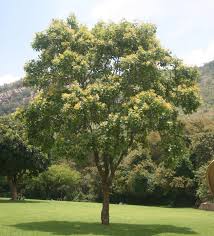 Image result for Pterocarpus lucens