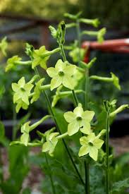 Image result for Nicotiana