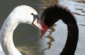Black And White Swan Black White Swans Black Swan White Swan Swan