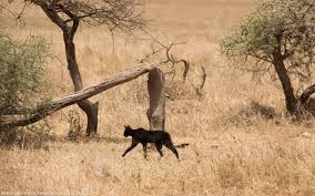 The serval (leptailurus serval) is a wild cat native to africa. Back In Black Another Melanistic Serval Spotted In East Africa Discoveries Earth Touch News