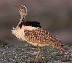 Houbara Bustard Houbara Bustard Pet Birds Beautiful Birds Animals Wild