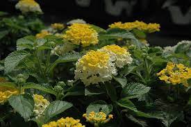 Bandana Lemon Zest Lantana Lantana Camara Bandana Lemon Zest At Stauffers Of Kissel Hill Lantana Plants Making Plant Pots