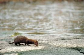 Assessment of the Bird or Animal Deformities or Reproductive Problems  Beneficial Use Impairment in Michigan's Great Lakes Area