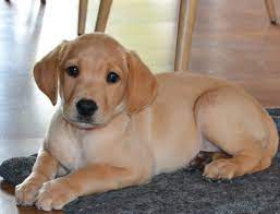 Hvalpene er klar til deres nye hjem d. Hvalpe Formel 1 Labrador Jagt Og Familiehunde Fra Kennel Nordfjord