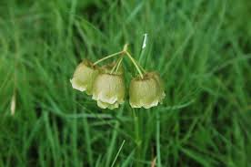 Image result for Pachycarpus concolor