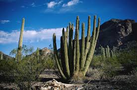 Download the desert cactus wallpaper in hd or widescreen wallpaper. Wallpaper Landscape Mountains Rock Sky Clouds Desert Cactus Formation Tree Mountain Vegetation Biome Shrubland Thorn Plant Community 2312x1526 Goodfon 772046 Hd Wallpapers Wallhere