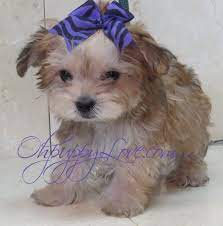 We did not find results for: Puppy Cheap Cute Dogs For Sale Cuteanimals