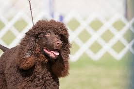 Image result for irský vodní španěl