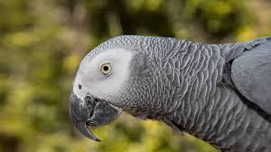 Pet paradise specializes in hand raised baby birds, small animals, and reptiles. Parrot San Diego Zoo Animals Plants