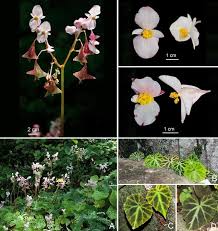 Image result for Begoniaceae