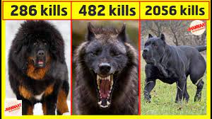 Dangerous Dogs That Are Banned Deadly Dog Breeds You Need To Know About Youtube