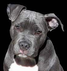 How Long Do Pit Bulls Live How To Increase His Lifespan Doggy Lifestyle All About Dogs Dog Care