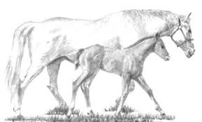 Maybe you would like to learn more about one of these? Horse Coloring Pages