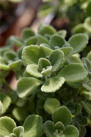 Image result for Coleus amboinicus