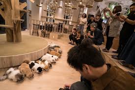 Cat Cafe In Japan Cat Cafe Pretty Cats Pet Shop