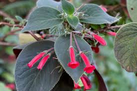 Image result for Kohleria