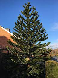Araucaria, chilean pine, monkeypuzzle tree english. Chilenische Schmucktanne Andentanne Araucaria Araucana Baumschule Horstmann