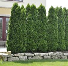 I love this fence idea. Need Privacy Fence Ideas These Will Be Your 20 Coolest Privacy Fence Inspiration