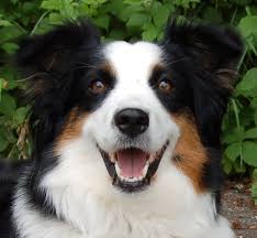 Da wir gerne schon im vorfeld die neuen familien unserer kleinen plüschherzchen kennen lernen dieses zuhause finden sie in rheinhessen, in einer kleinen gemeinde zwischen alzey und worms. Australian Shepherd Seite 4 Tierhilfe Franken E V