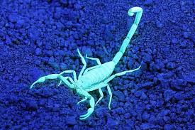 Then, in addition to cricket control. Cricket Extermination Goodyear Az Pest Exterminator In Goodyear Az Estrella Mountain Pest Control Inc