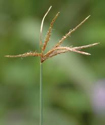 Image result for Cyperus articulatus