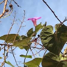ノアサガオ 琉球朝顔 の育て方 苗の植え付け時期や増やし方は Greensnap グリーンスナップ