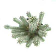 Image result for Euphorbia corniculata