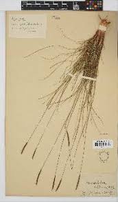 Image result for Microchloa altera