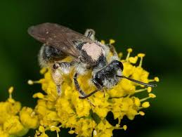 Maybe you would like to learn more about one of these? Close Up Wildlife On Golden Alexanders Zizia Focus On Natives